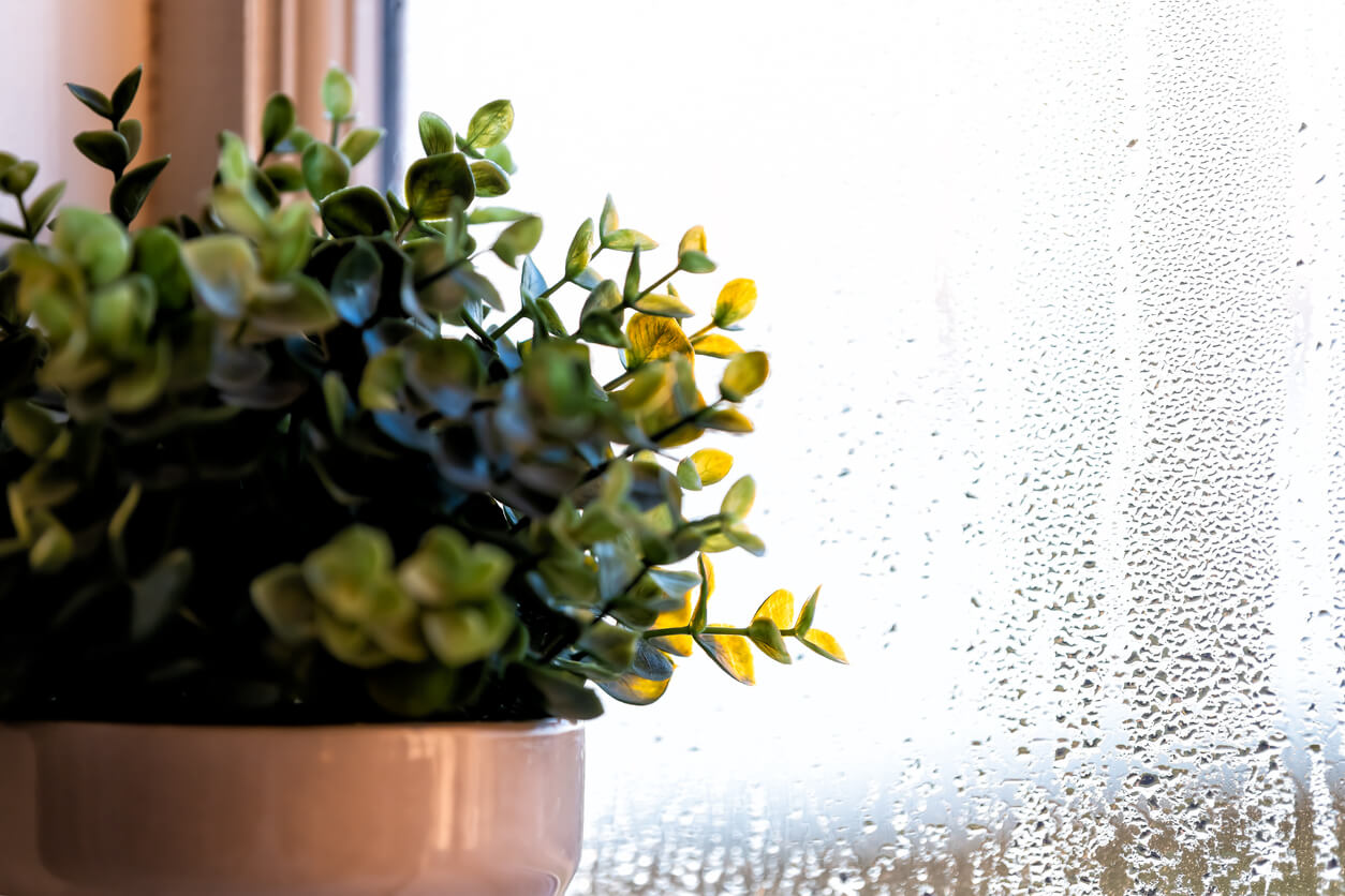 plant with window condensation
